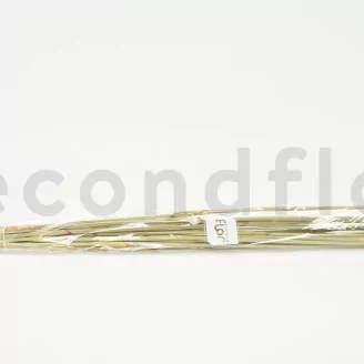 Dried Elephant Reed Natural (set of 20)