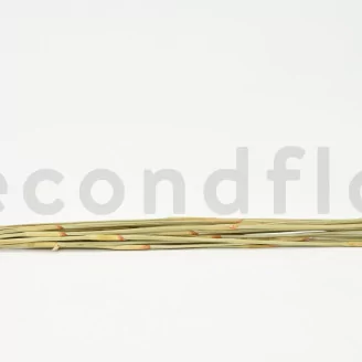 Dried Elephant Reed Natural (set of 20)