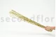 Dried Elephant Reed Natural (set of 20) 2