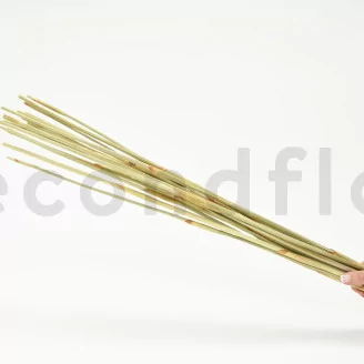 Dried Elephant Reed Natural (set of 20)