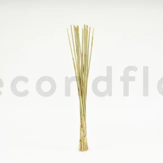 Dried Elephant Reed Natural (set of 20)