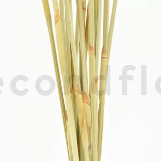 Dried Elephant Reed Natural (set of 20)