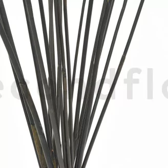 Dried Elephant Reed Black (set of 20)