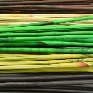 Dried Elephant Reed Black (set of 20)