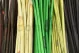 Dried Elephant Reed Black (set of 20) 11