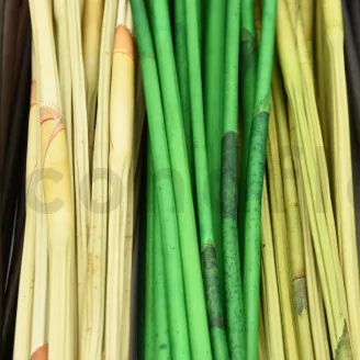 Dried Elephant Reed Black (set of 20)