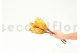 Dried Protea Repens Yellow (set of 5) 3