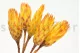 Dried Protea Repens Yellow (set of 5) 2