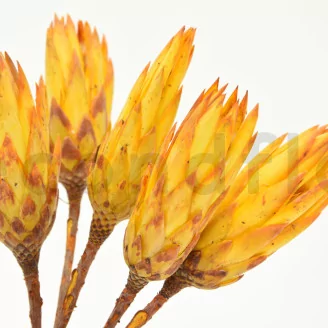 Dried Protea Repens Yellow (set of 5)