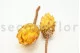 Dried Protea Repens Yellow (set of 5) 9
