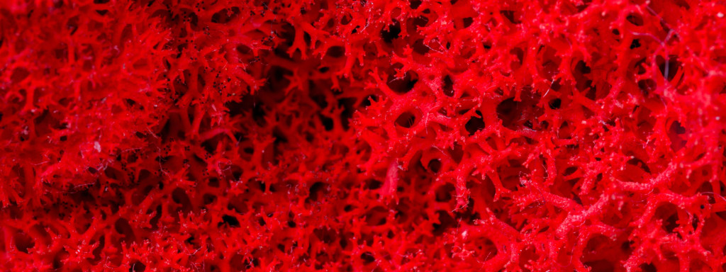 4 lies you've been told about preserved flowers