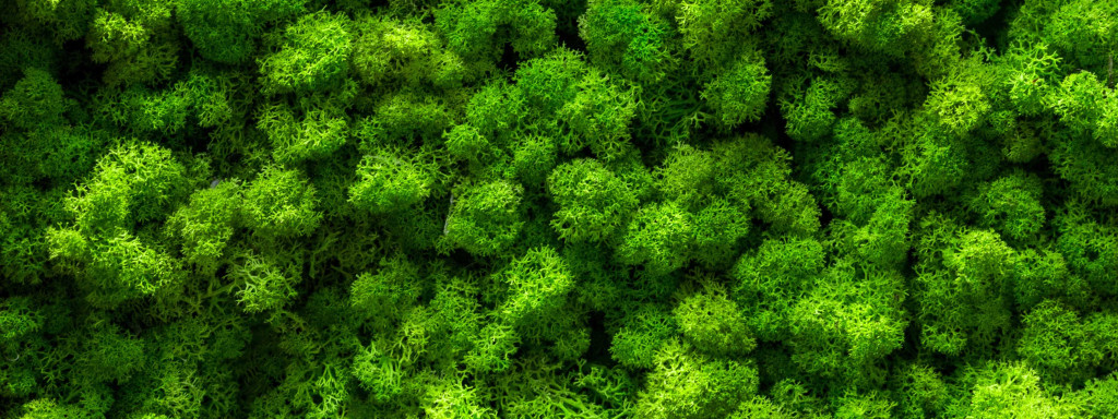 How is reindeer moss, the star of biophilic design, preserved?