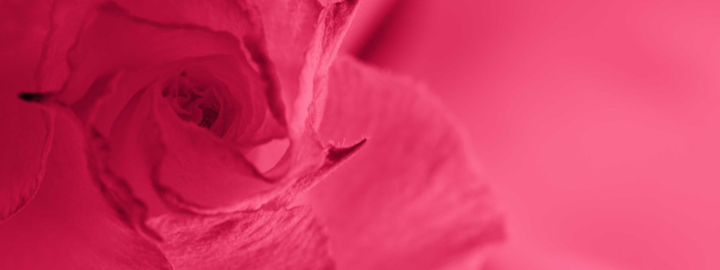 Preserved vs Artificial Flowers: Which Option Is Best for Your Project?