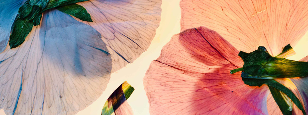 Starting a Business: How to Press Flowers & Use Preserved Plants