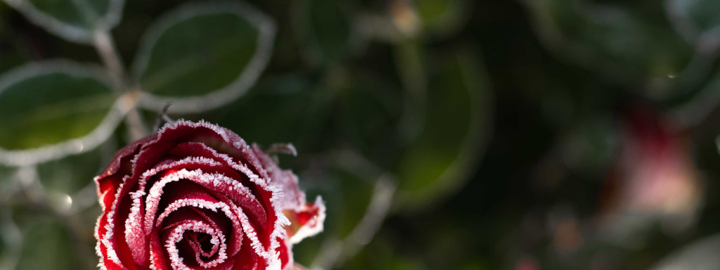 What is the freeze-drying technique for plants?